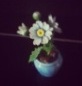 flower.jpg flower.jpg